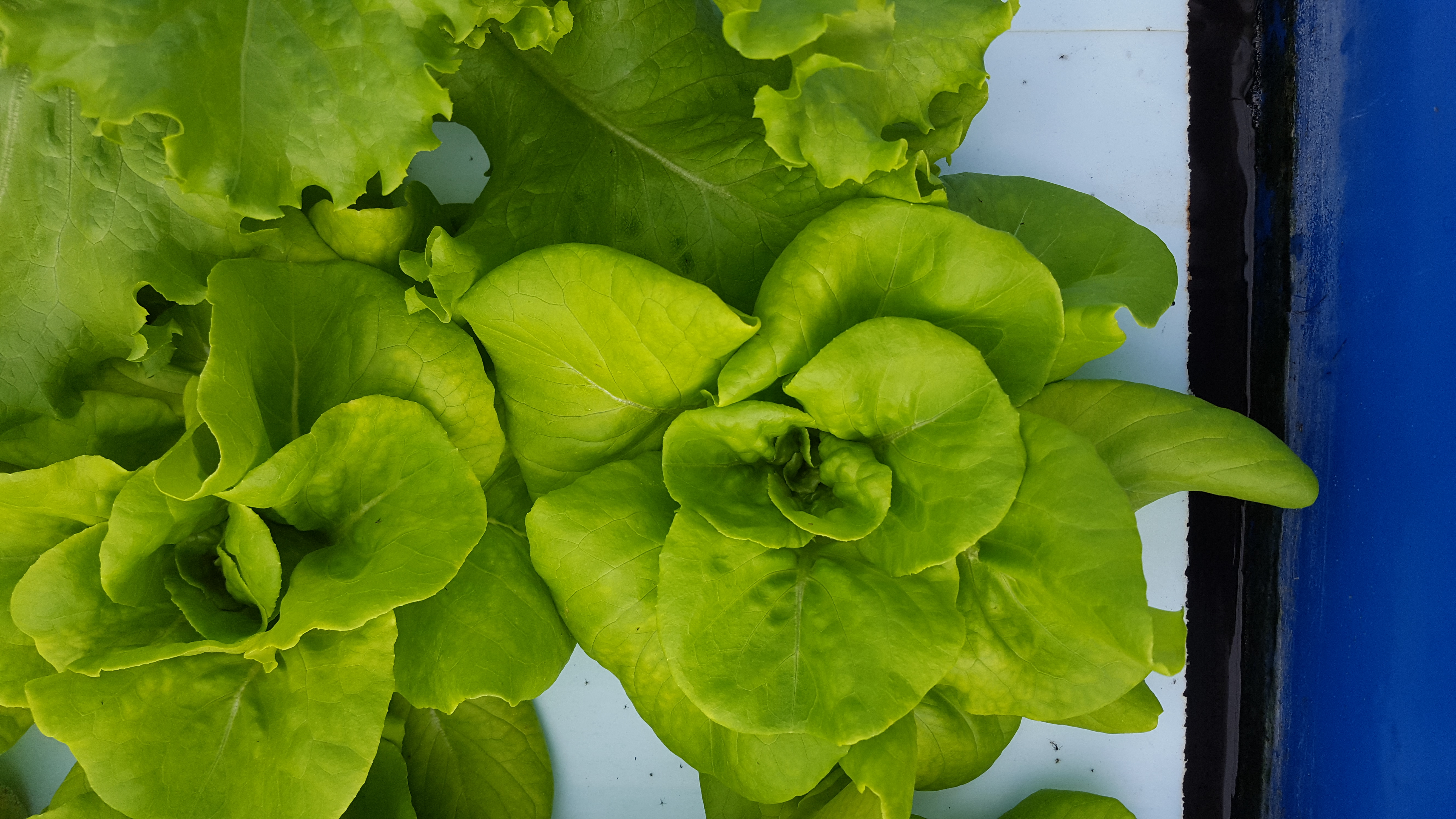 Butterhead Spring Water Produce